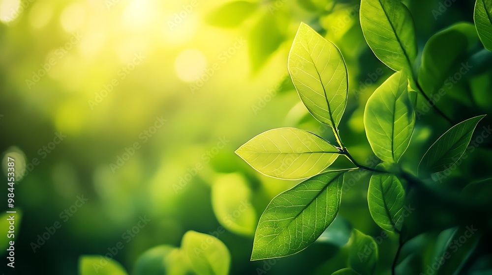 A close-up of green leaves backlit by the sun, showcasing their intricate veins and texture. The background is a soft, green blur with bokeh effects. A close-up of green leaves backlit by the sun, showcasing their intricate veins and texture. The background is a soft, green blur with bokeh effects.