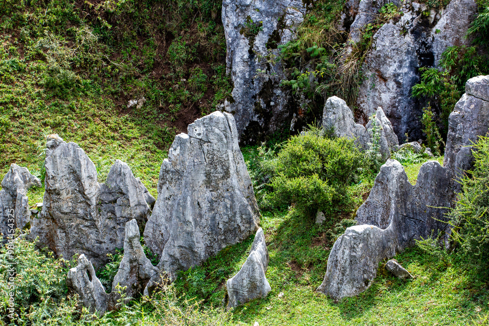 The green grasslands and lush green grass are beautiful. The green grasslands and lush green grass are beautiful.