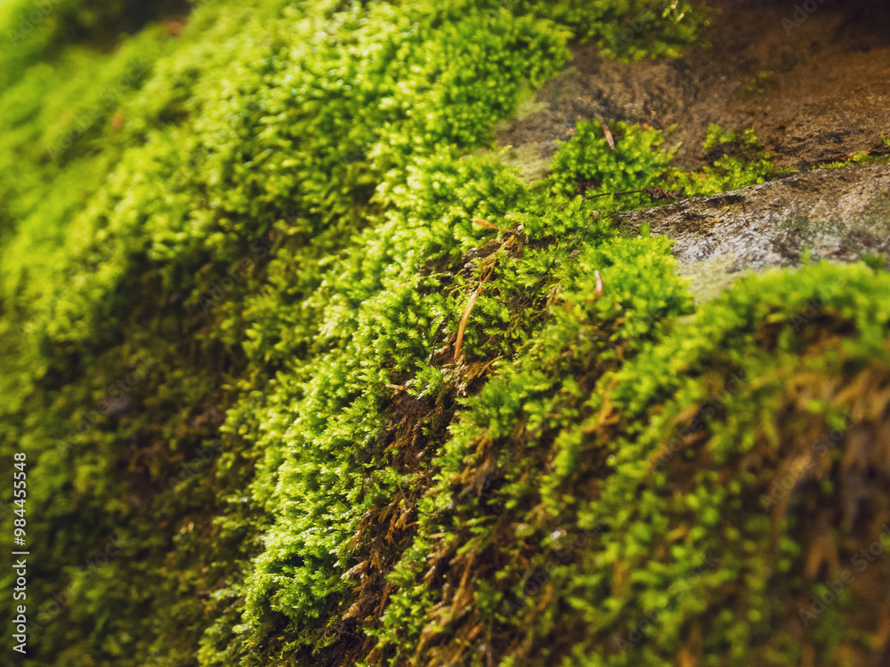 Close-up of northern moss and lichen, a beautiful combination of textures and colors reflecting the unique flora of the Arctic Close-up of northern moss and lichen, a beautiful combination of textures and colors reflecting the unique flora of the Arctic