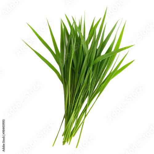 Fresh green grass blades in a natural arrangement, isolated on a transparency background