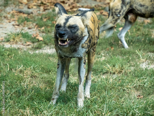 African wild dog Lycaon pictus aka painted dog or Cape hunting dog close up portrait