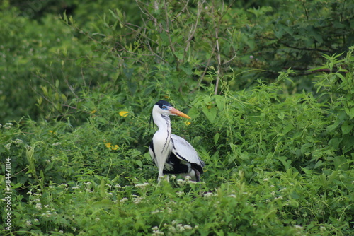 garça moura no pantanal brasileiro  photo