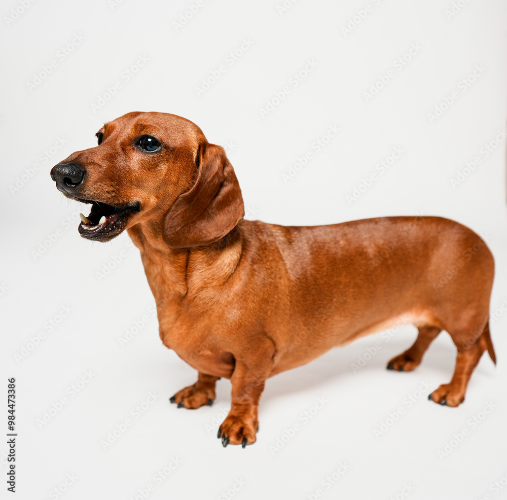 dachshund puppy dachshund puppy