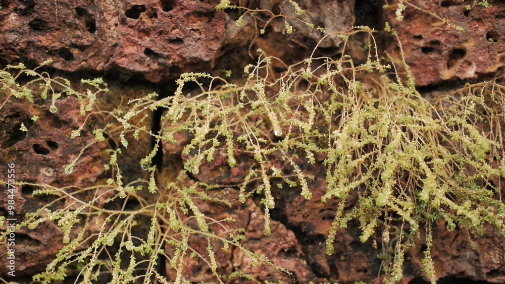 moss on the rock moss on the rock