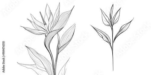 This is a modern sketch of strelitzia flowers isolated on a white background. The sketch shows a black outline of each flower. The flowers represent the strelitzia, crane lily, bird of paradise.