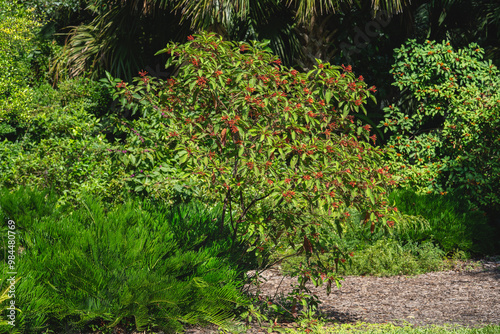 A Firebush, Hamelia patens, growing next to Coontie palm, Zamia integrifolia, in Florida. Shows the entire Firebush tree in a landscape setting. photo