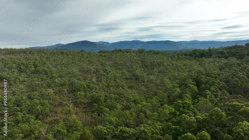 beautiful gum Trees and shrubs in the Australian bush forest. Gumtrees and native plants growing in Australia in spring beautiful gum Trees and shrubs in the Australian bush forest. Gumtrees and native plants growing in Australia in spring