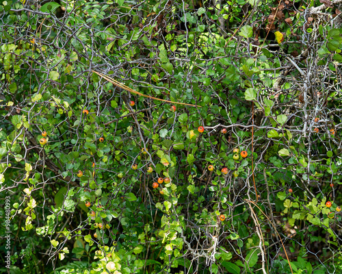 The thorny branches, green leaves, and edible orange red fruits of a Hawthorn tree, Crataegus spp. photo