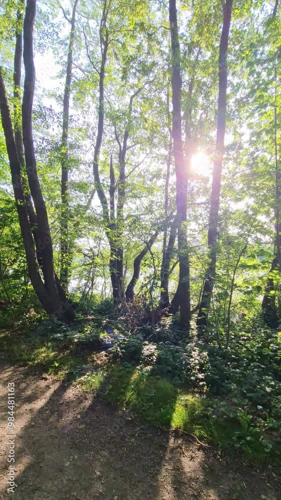 Rays of sunlight fall through the trees on a summer's day by a lake in northern Germany.