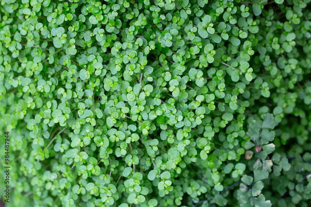 Green carpet of tiny round leaves creating dense texture Green carpet of tiny round leaves creating dense texture