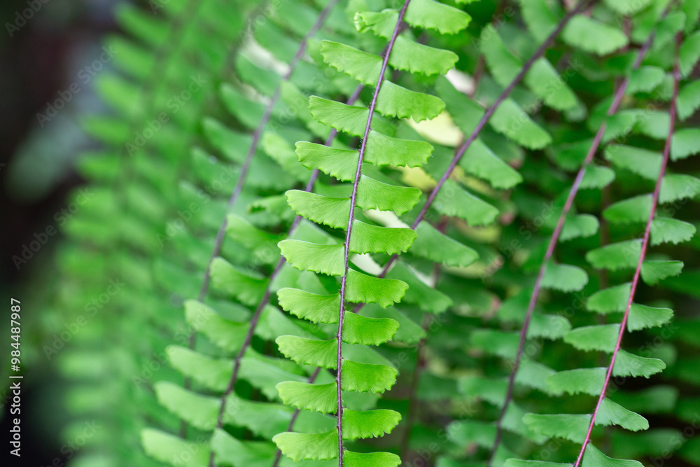 Green fern leaves growing in summer creating a natural background Green fern leaves growing in summer creating a natural background