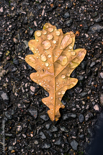 Large raindrops on a dried oak leaf on wet asphalt photo