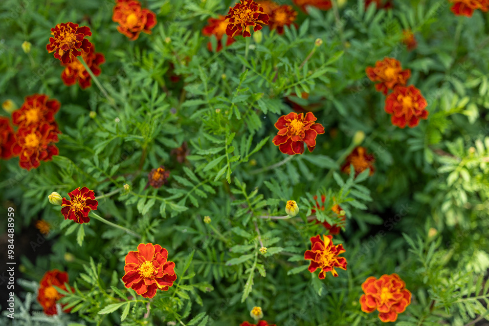 Floral nature background with marigolds Floral nature background with marigolds