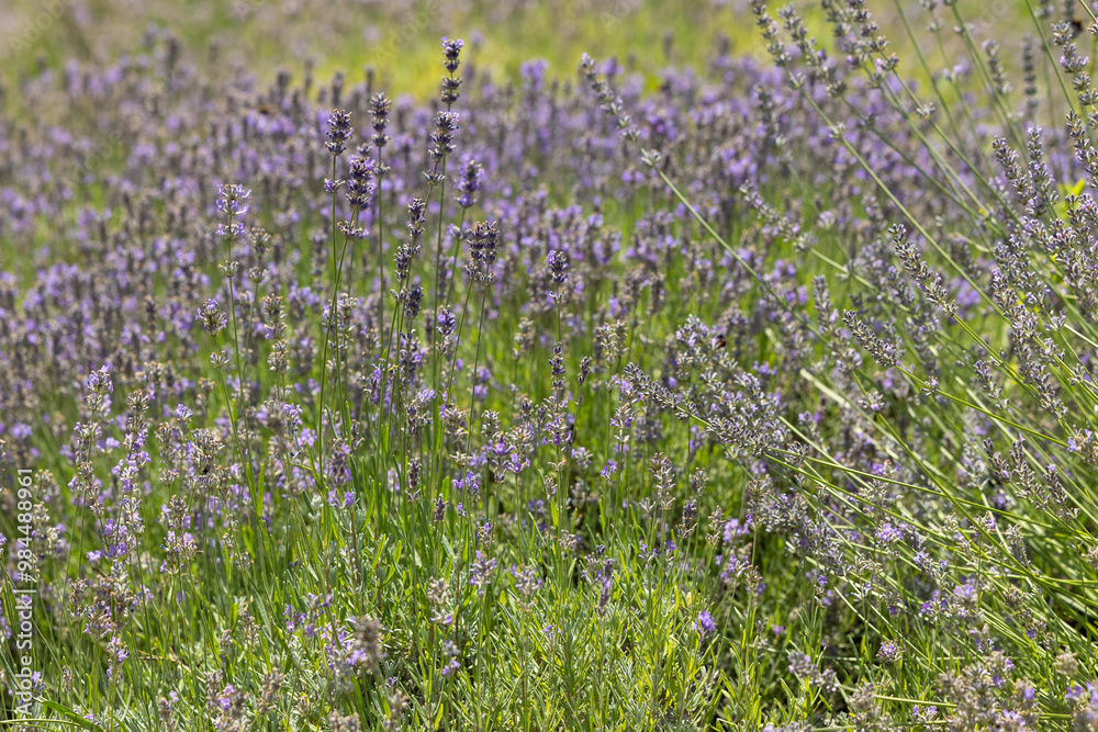 Natural background of blooming lavender field Natural background of blooming lavender field