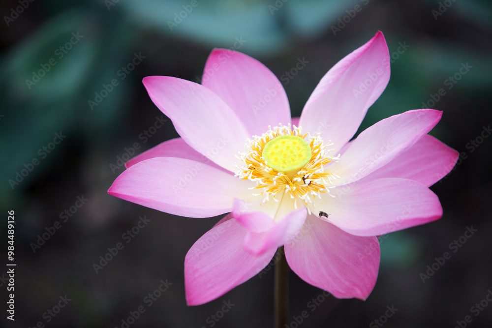 Elegant Pink Lotus Flower in Soft Focus Background Elegant Pink Lotus Flower in Soft Focus Background