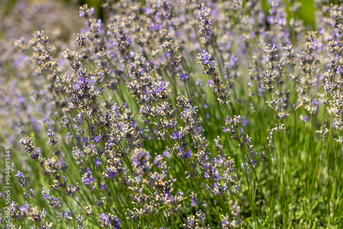 Close-up of blooming lavender sprigs in field