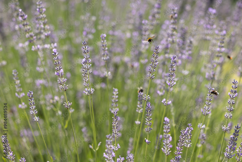 Bees are pollinating the flowering lavender stems Bees are pollinating the flowering lavender stems