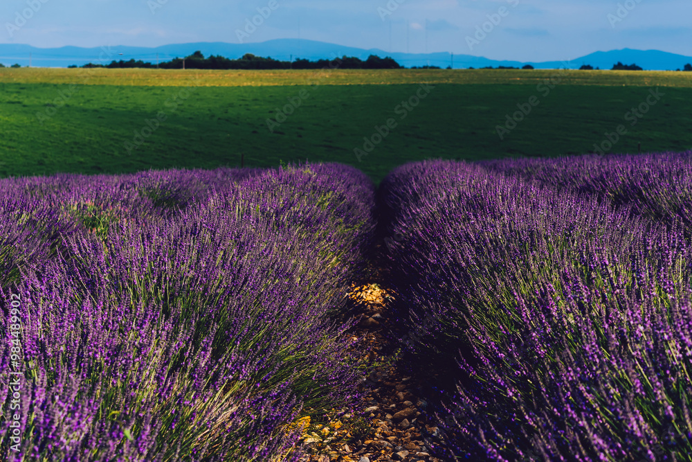 Fototapeta premium Scenic nature landscape with pink flowers. Lines of fields in cultivation lands in evening time