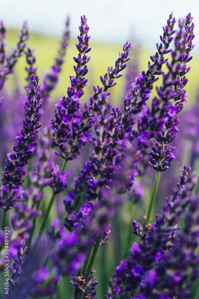 Obraz premium Blooming purple lavender in Provence sight countryside, beautiful nature rural cultivation of aromatic herbs in farmlands, violet breathtaking flowers growing in rows during summer