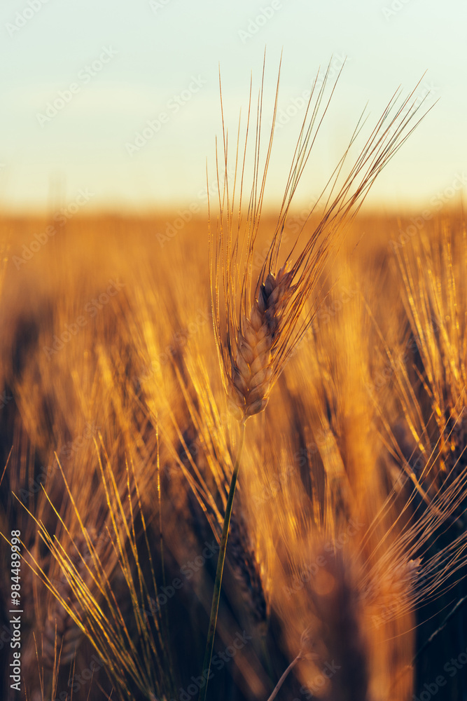 Obraz premium Ripening ears of wheat field at golden sunlight. Rich harvest Concept, cultivation of ecological organic food. Cereal grain which is a worldwide staple food, Rural Farming agriculture under sunlight