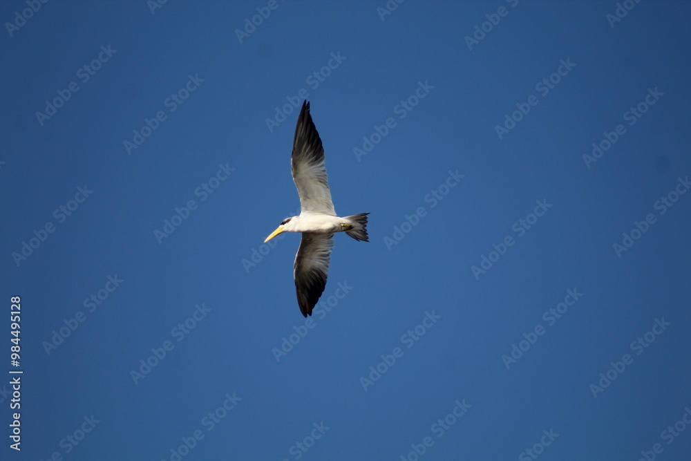 passaros fotografados em passeio de barco no pantanal passaros fotografados em passeio de barco no pantanal