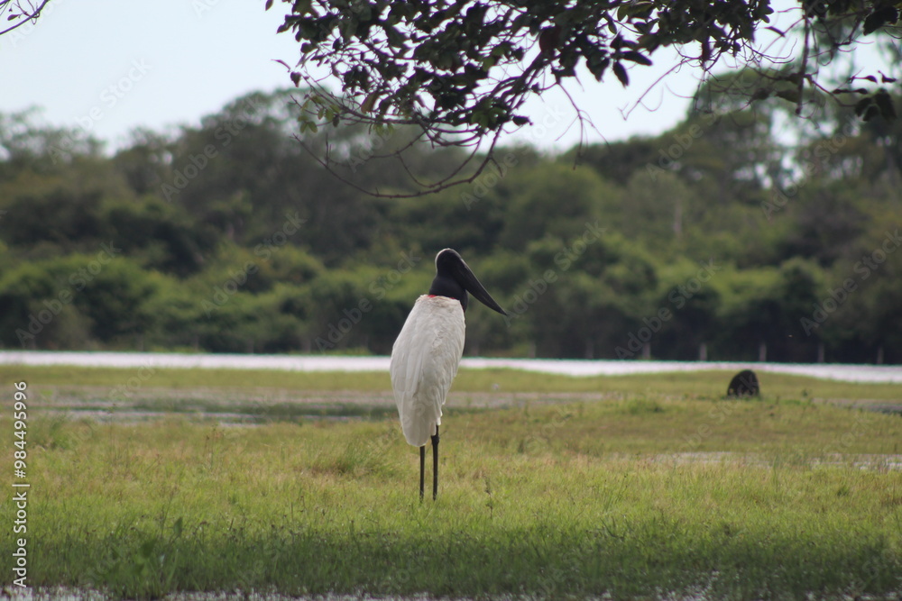 Fototapeta premium tuiuiu, ave símbolo do pantanal