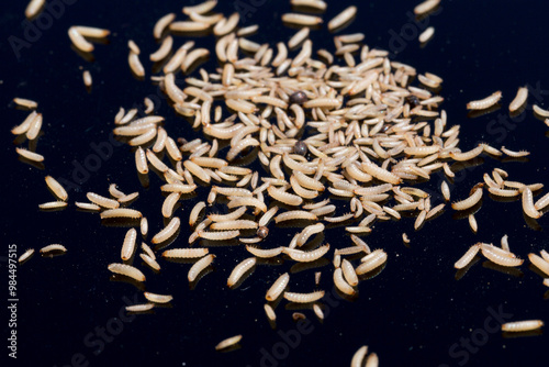 Many white maggots crawling on black reflective surface photo