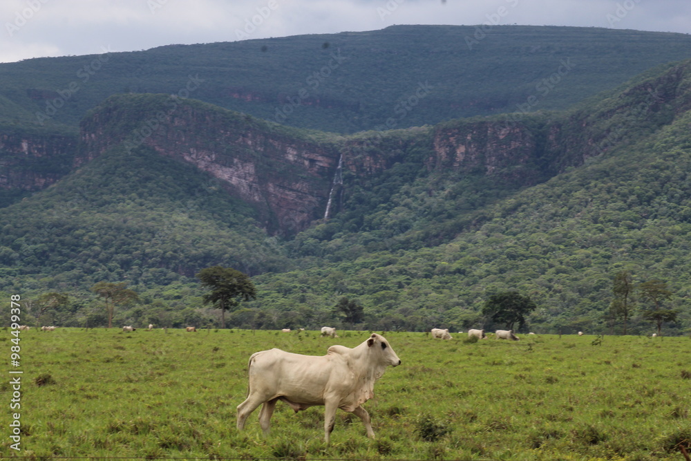 Fototapeta premium entorno do parque estadual da serra de ricardo franco em vila bela da santíssima trindade, mato grosso 