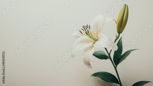 A minimalistic composition of a lily flower against a plain white background, focusing on its elegance.