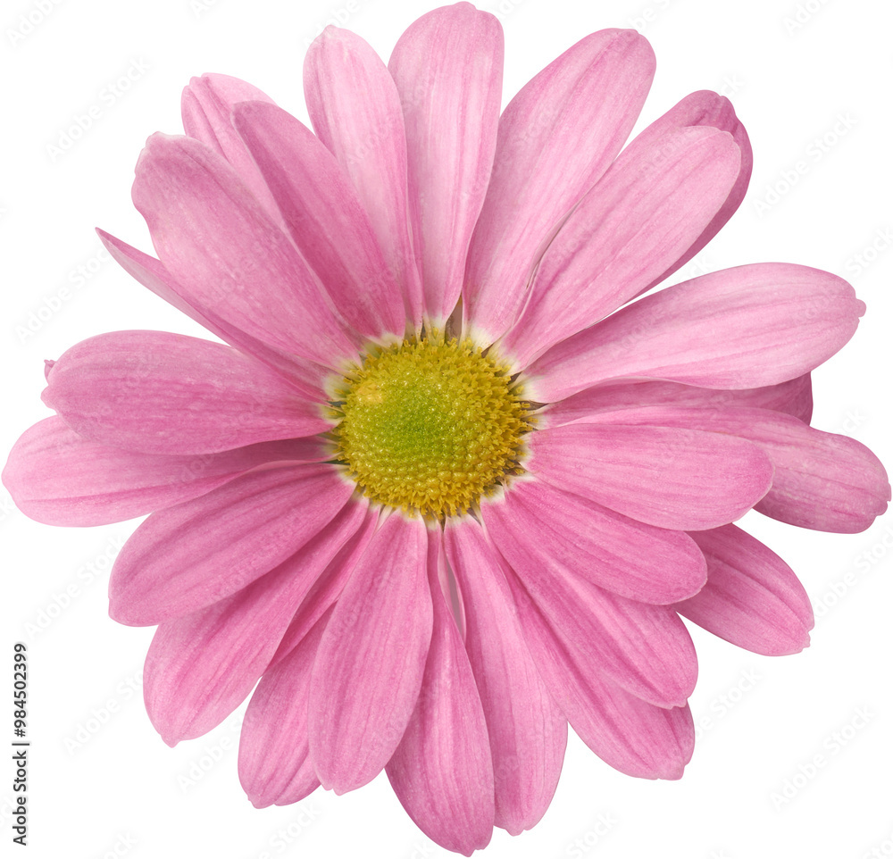 close-up of pink gerbera daisy isolated white background, single vibrant bloom taken straight from above close-up of pink gerbera daisy isolated white background, single vibrant bloom taken straight from above