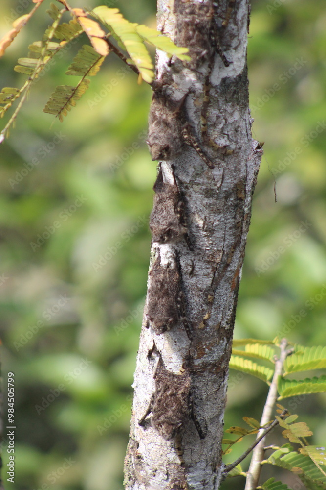 morcegos camuflados em árvore na amazônia morcegos camuflados em árvore na amazônia