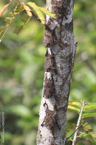 morcegos camuflados em árvore na amazônia