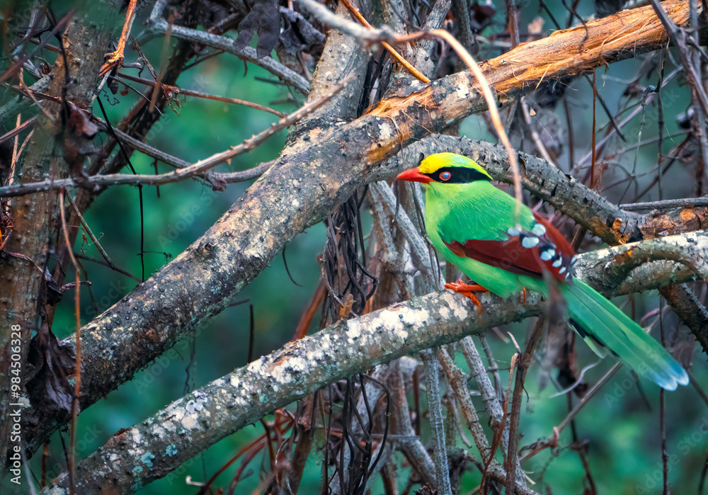 Naklejka premium Common Green Magpie perched on a branch
