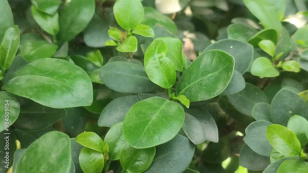 Green leaves background in day light. Green leaves background in day light.