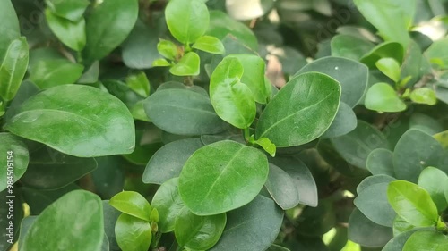 Wallpaper Mural Green leaves background in day light. Torontodigital.ca