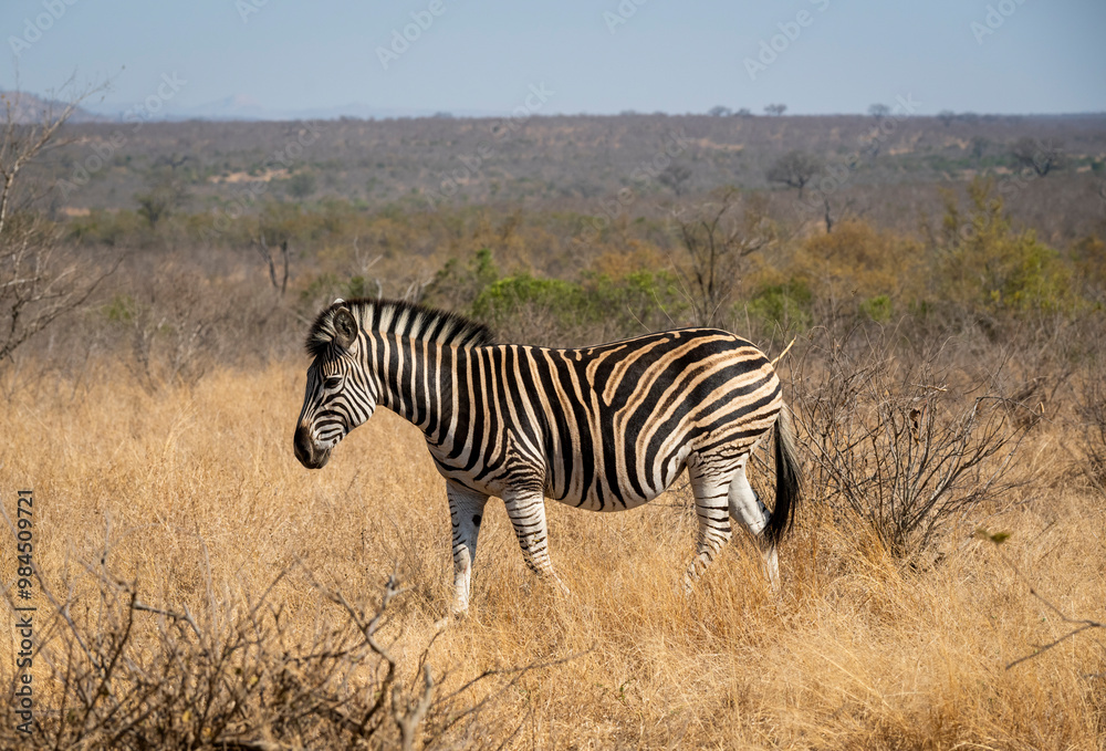 Obraz premium Zebras are African equines with distinctive black-and-white striped coats found in kruger park in South Africa.