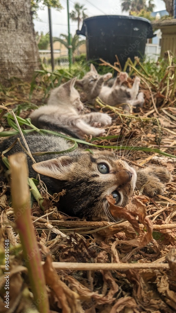 cats playing cats playing
