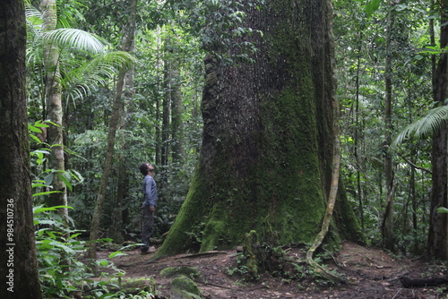 homem  ao lado de castanheira centenária na floresta amazônica photo