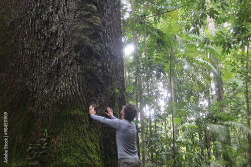 homem tocando em castanheira centenária em alta floresta, mato grosso  photo