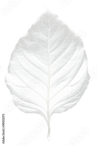 PNG Leaf plant monochrome darkness.