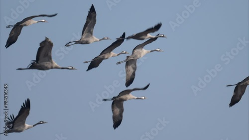 A group of Common Cranes flying blue sky