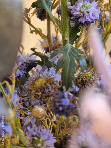 Ageing flowers after days of beauty and freshness. The unstopable cycle of life. photo