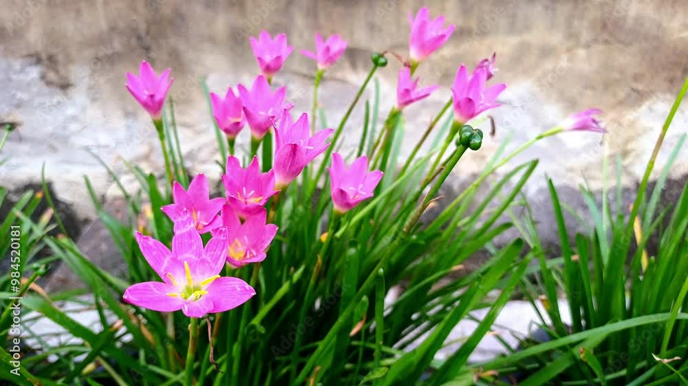 Pink rain lilies (Zephyranthes rosea) blooming after a shower, symbolizing love and strong relationships, their delicate petals open wide in celebration of resilience and connection Pink rain lilies (Zephyranthes rosea) blooming after a shower, symbolizing love and strong relationships, their delicate petals open wide in celebration of resilience and connection
