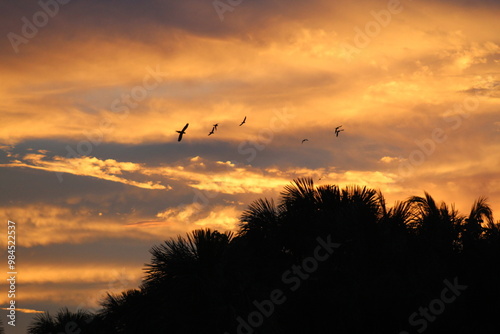 araras voando no céu no pôr do sol em nobres, mato grosso  photo