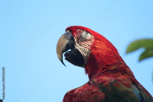 arara vermelha no pantanal brasileiro  photo