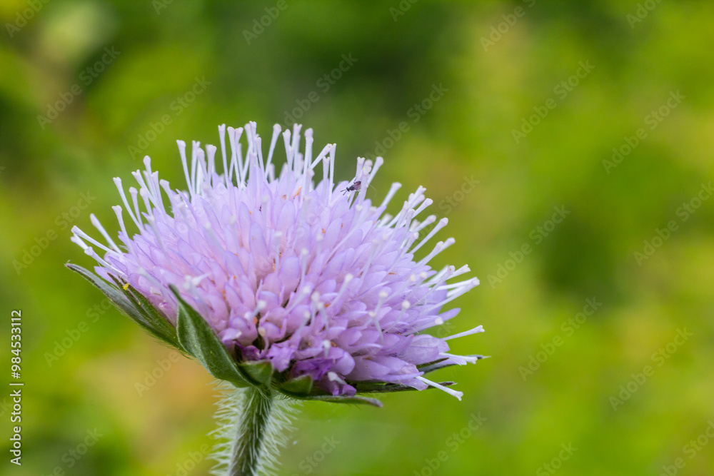 Field scabious Knautia arvensis flowering in meadow. Blue purple wild flower on natural background. Macro. Selective focus Field scabious Knautia arvensis flowering in meadow. Blue purple wild flower on natural background. Macro. Selective focus
