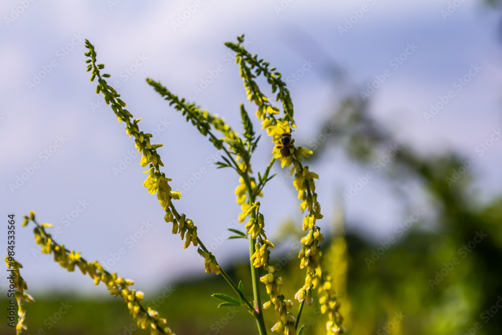 Naklejka premium In the wild bloom Melilotus officinalis - honey, essential oil and medicinal plant