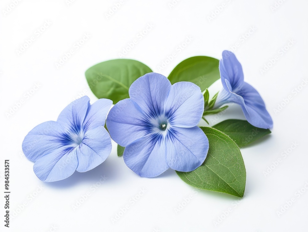 flowers flowers