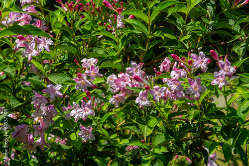 Weigela Bristol Ruby red flowers - Latin name - Weigela florida Bristol Ruby photo