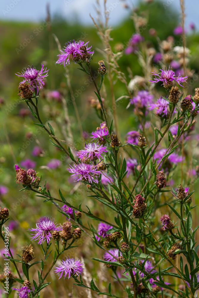Blooming meadow knapweed, Centaurea jacea, on the meadow Blooming meadow knapweed, Centaurea jacea, on the meadow